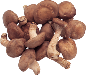 Mushrooms PNG image-3219